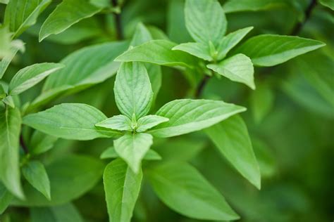 Lime & Basil .
